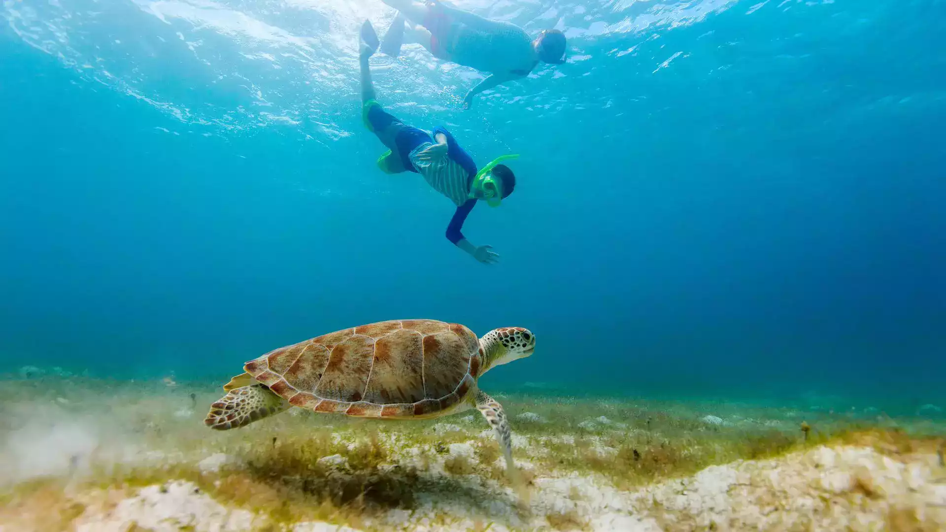 Snorkeling turtle lagoon Moorea diving French Polynesia