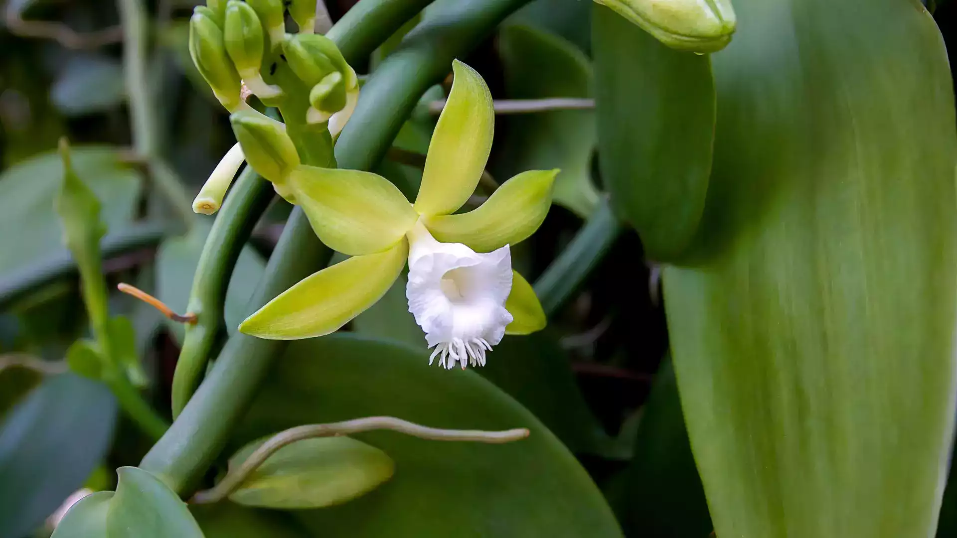Fleur de vanille Tahiti pollinisation manuelle plantation producteur