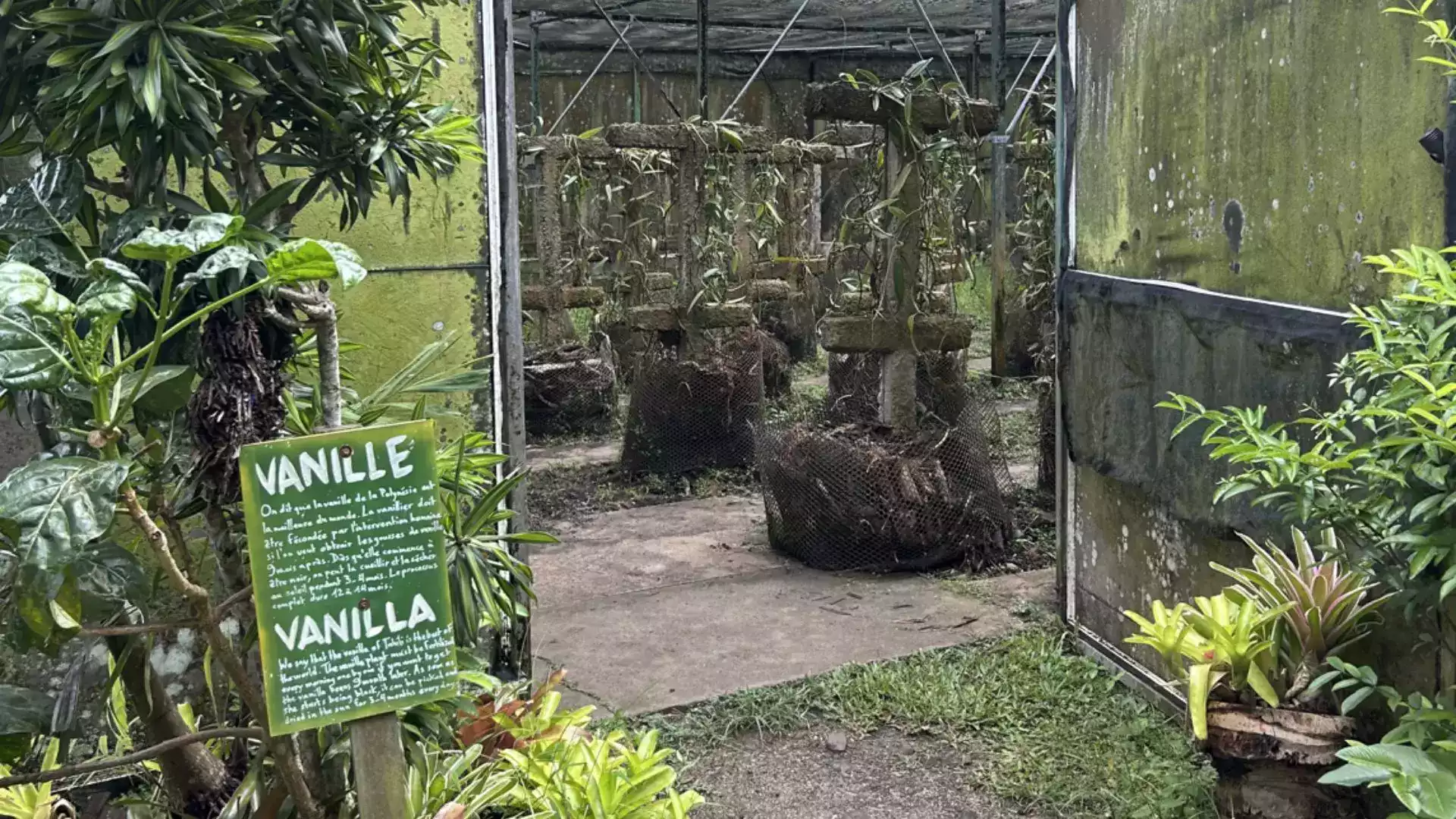 Tropical Garden Moorea vanille achat direct vue lagon