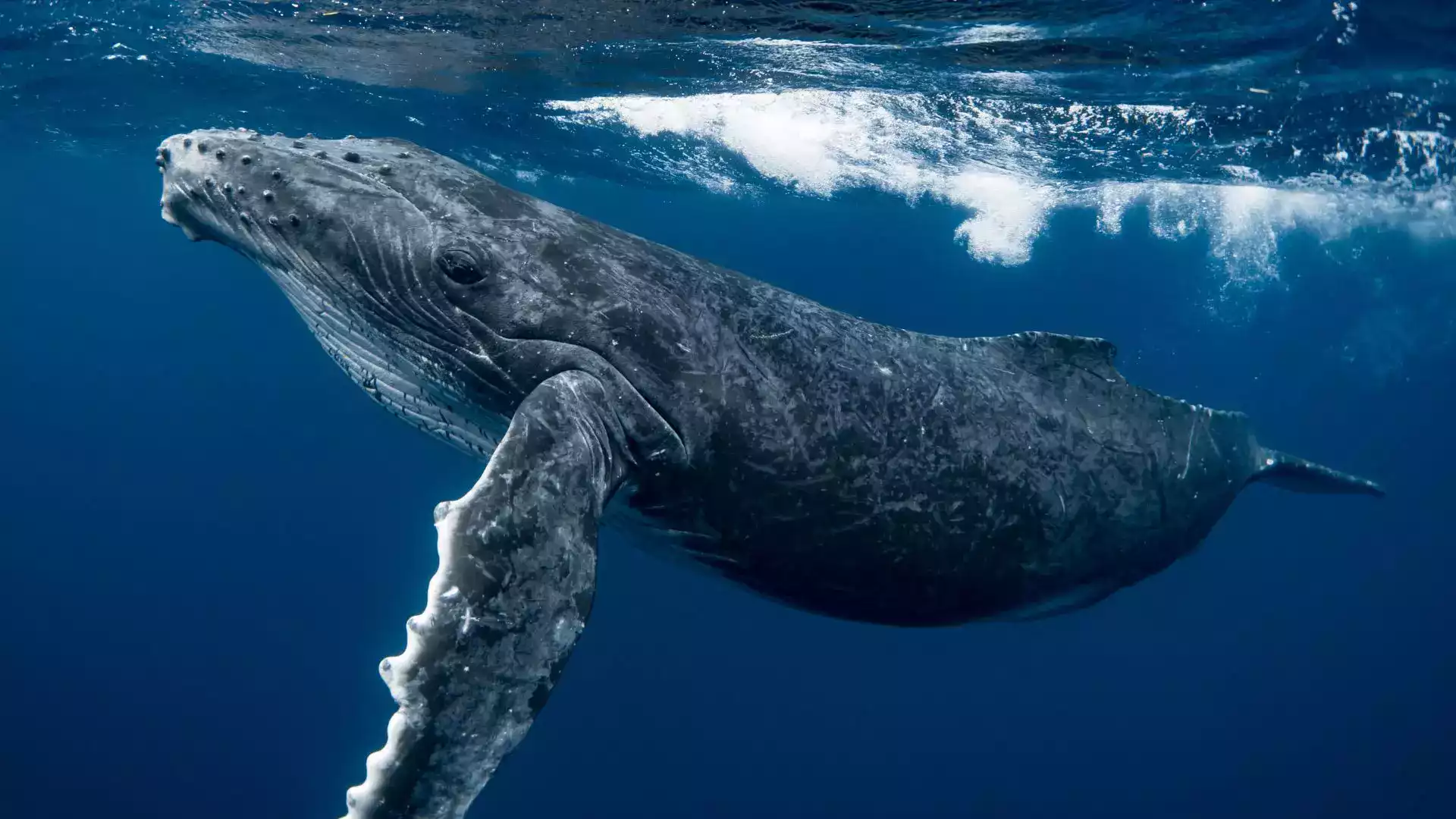 Best whale watching tours Moorea French Polynesia top operators