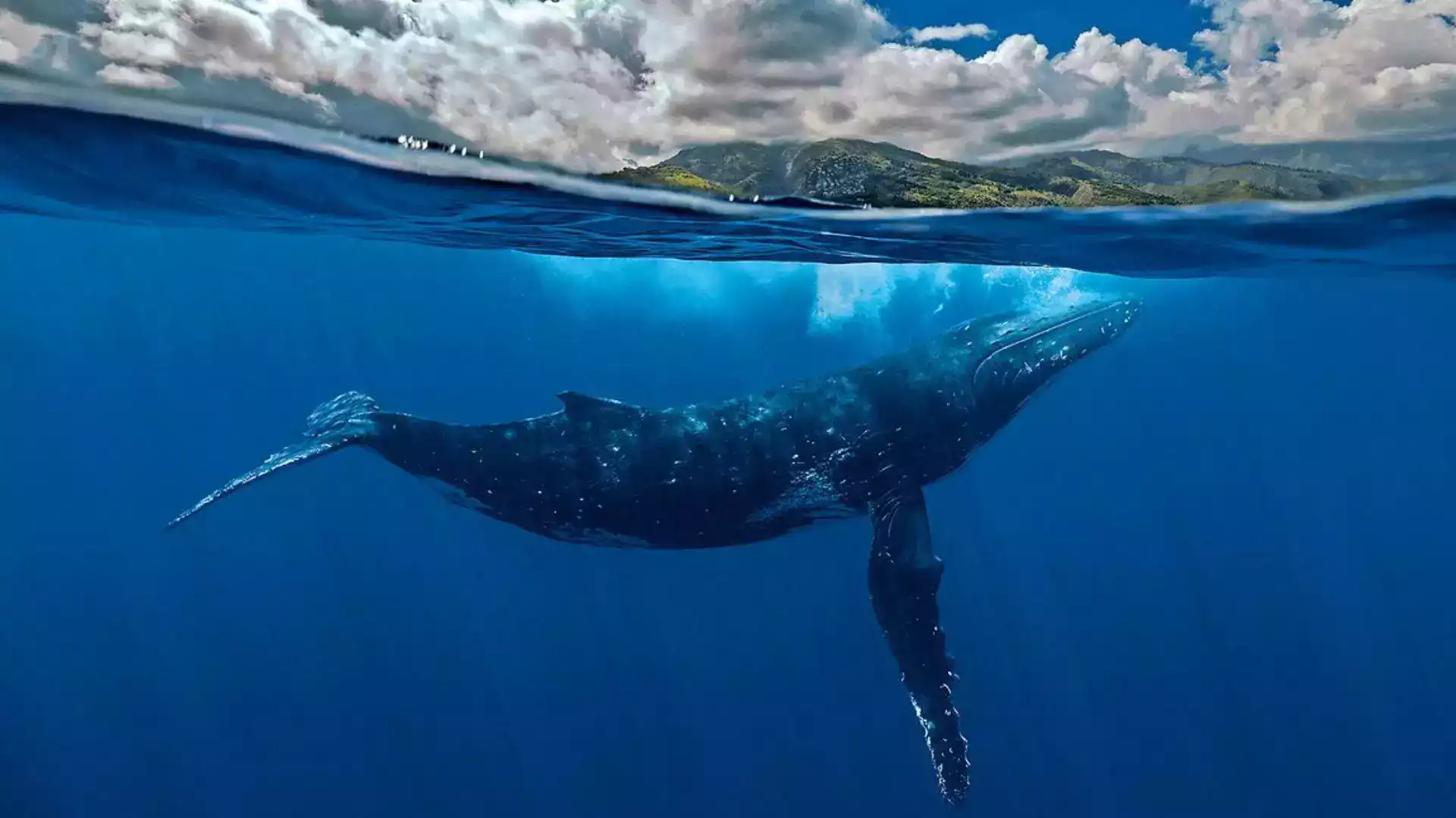 Humpback whale Tahiti peninsula eco-tour cetacean watching