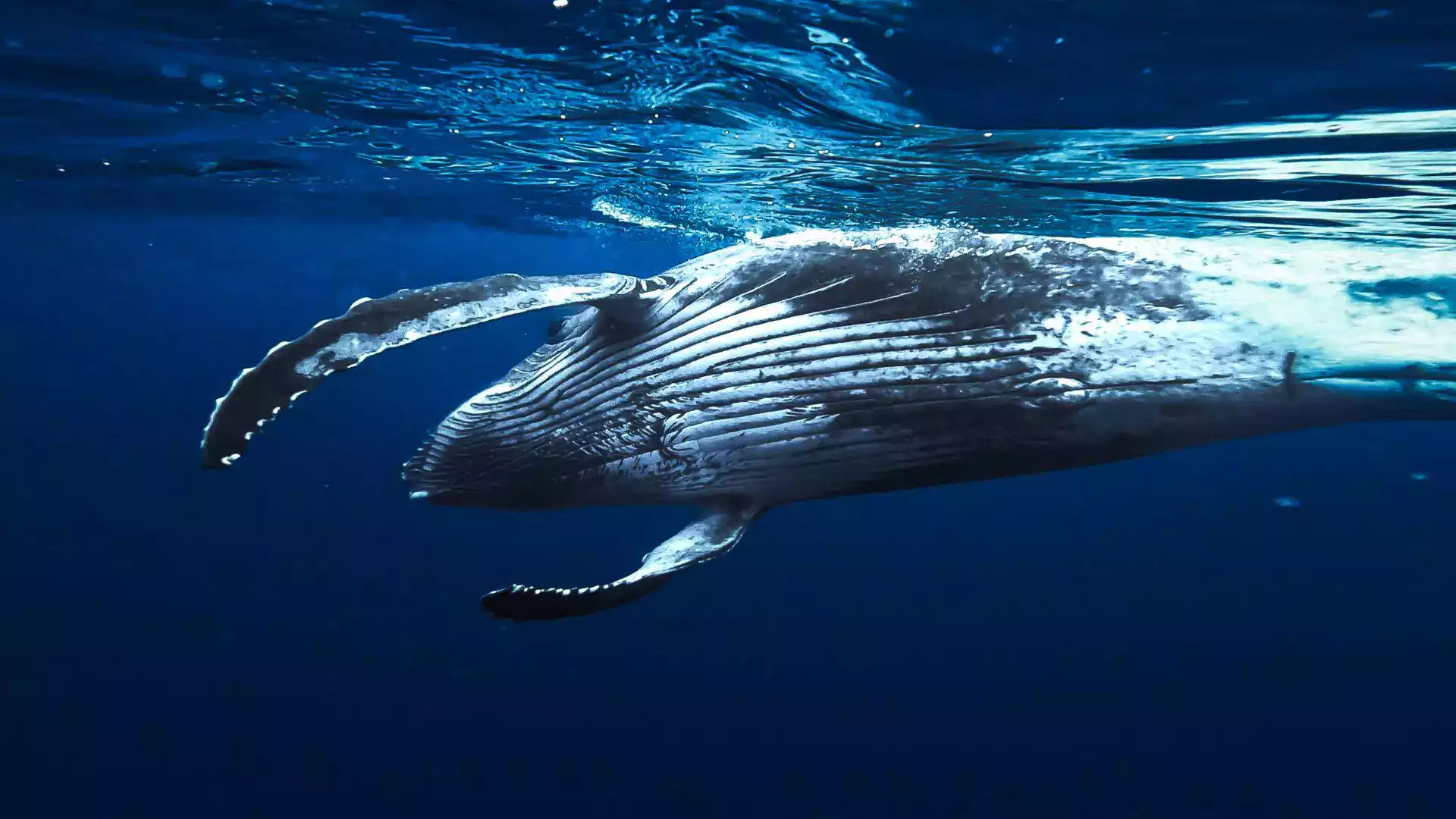 Baleine à bosse Rurutu nager baleines Polynésie française Australes