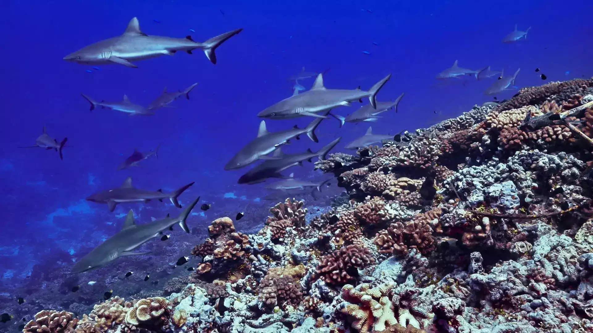 Grey reef sharks South Pass Tumakohua Fakarava Tuamotu French Polynesia