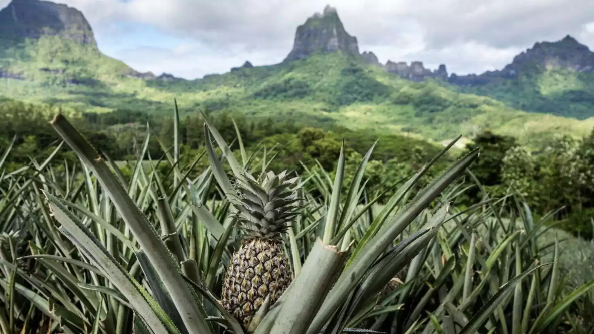 Moorea quad ATV tour pineapple fields Activities Center
