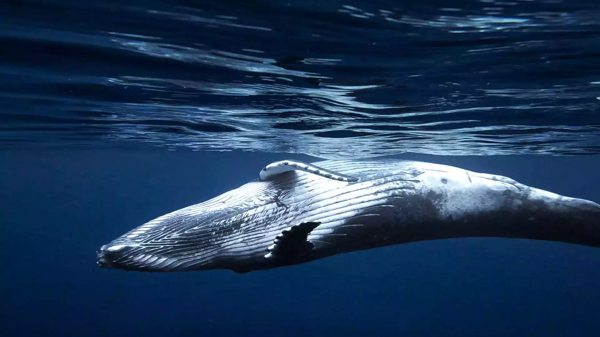 Swimming with humpback whales Moorea French Polynesia whale watching