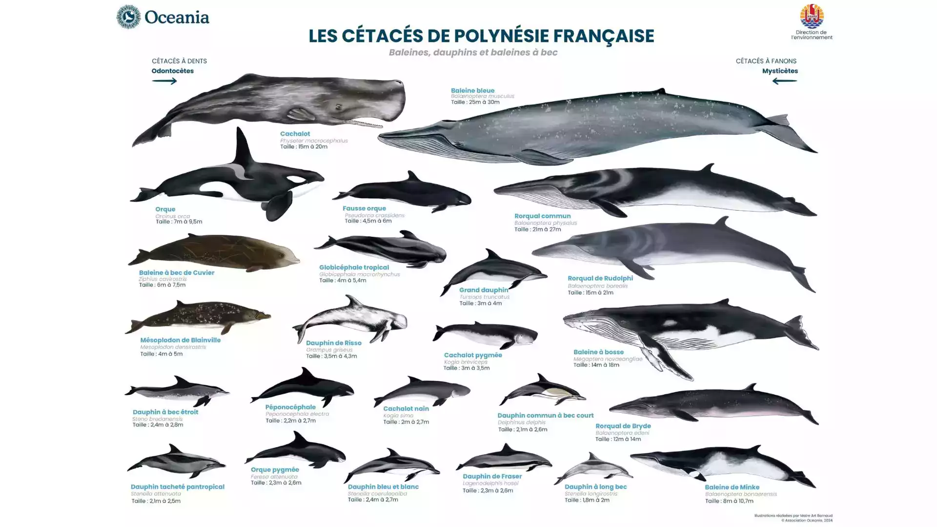 Nager baleines Moorea Polynésie française