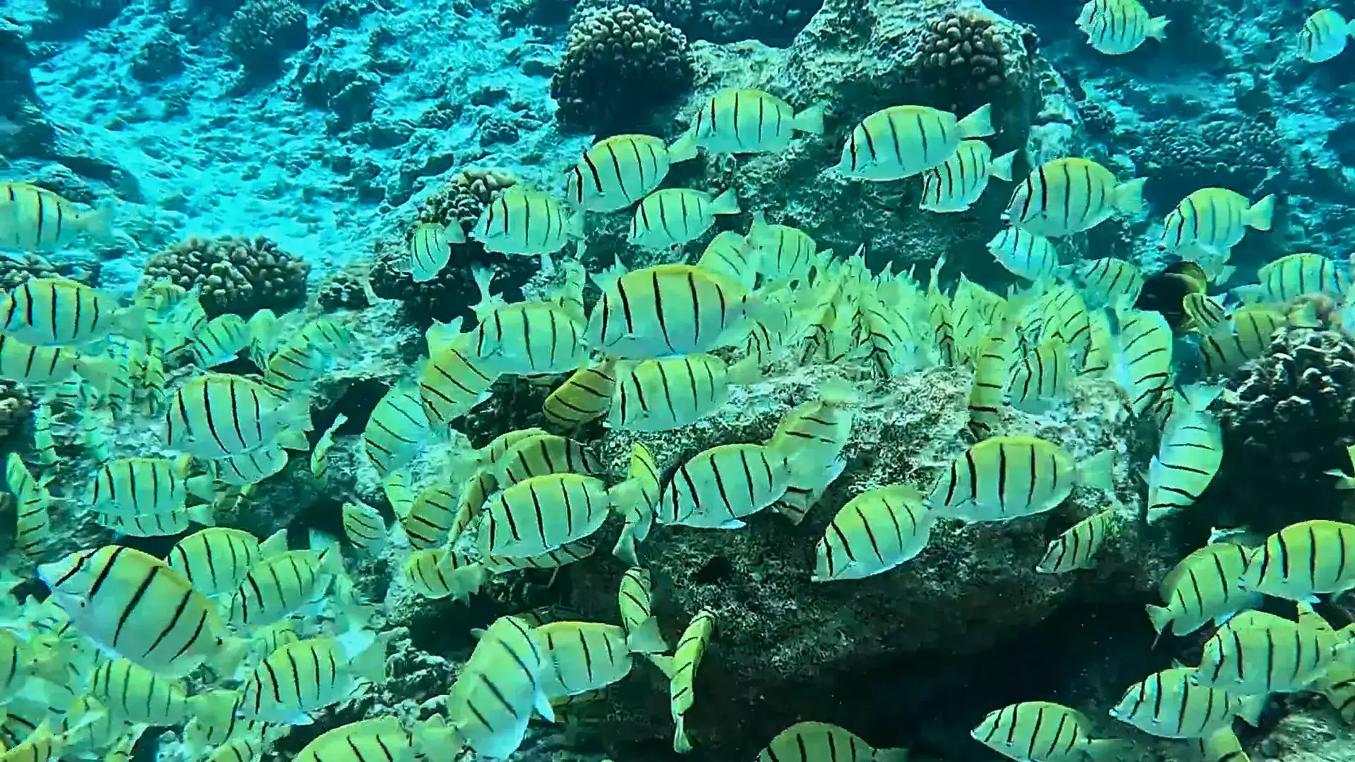 Manihi lagon snorkeling poissons tropicaux Tuamotu Polynésie française