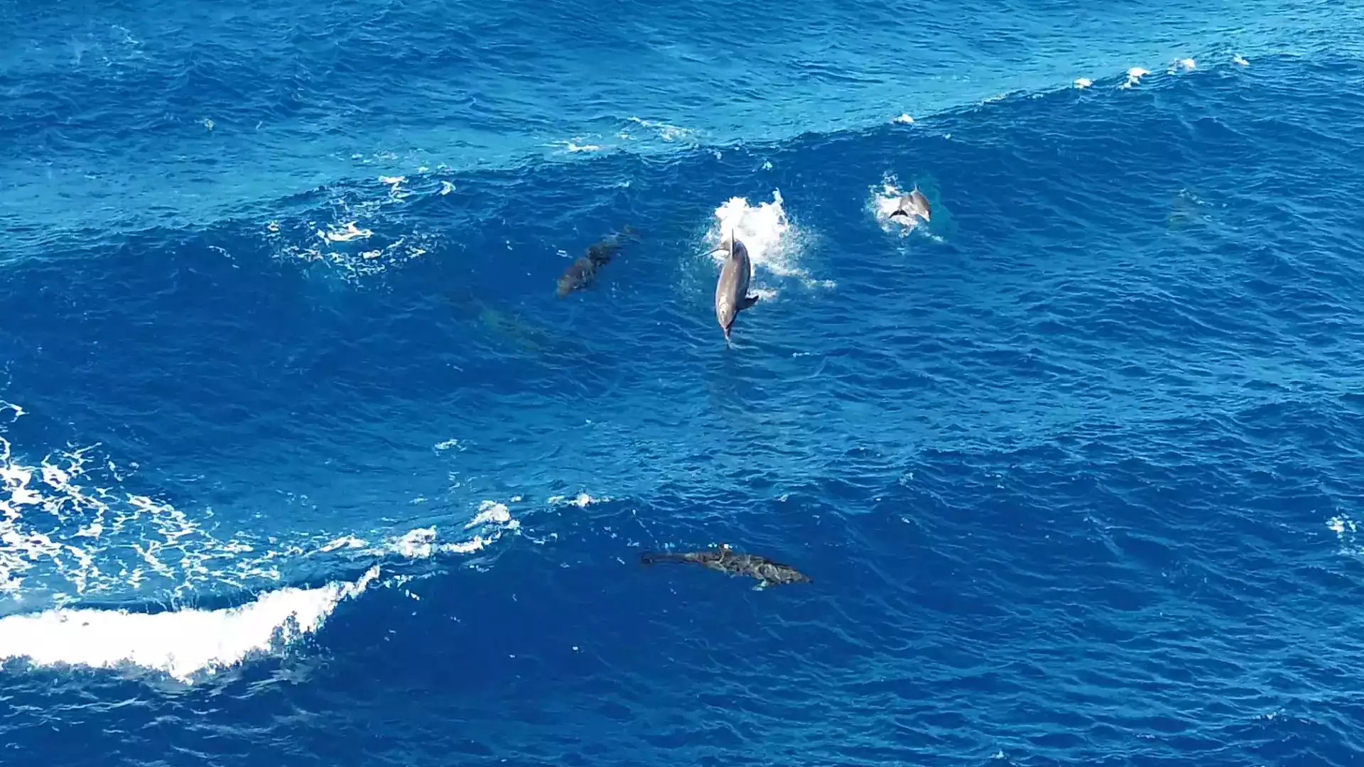 Dauphin passe Tiputa Rangiroa snorkeling Tuamotu