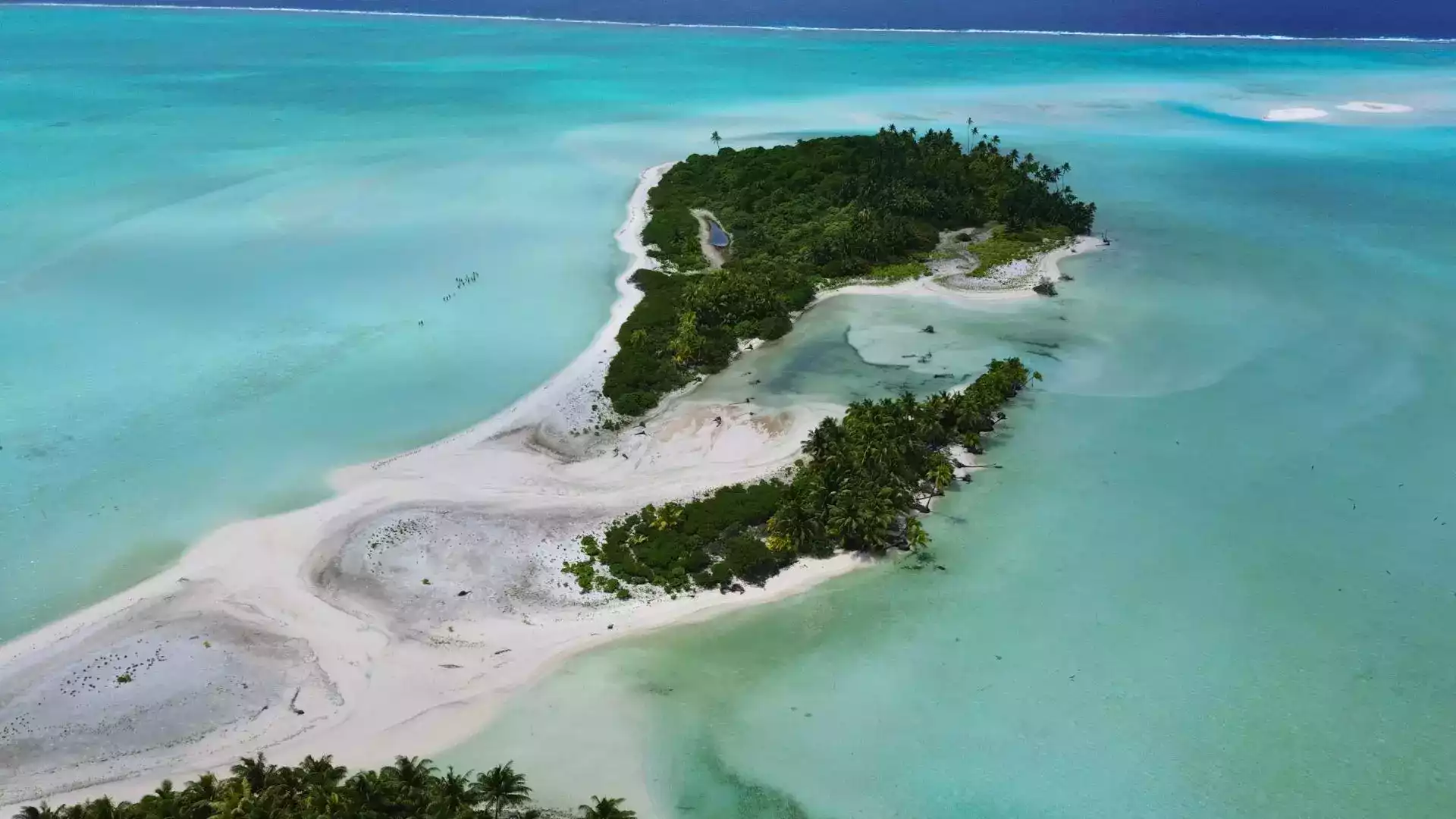 Île aux oiseaux Tetiaroa frégates sternes Polynésie française