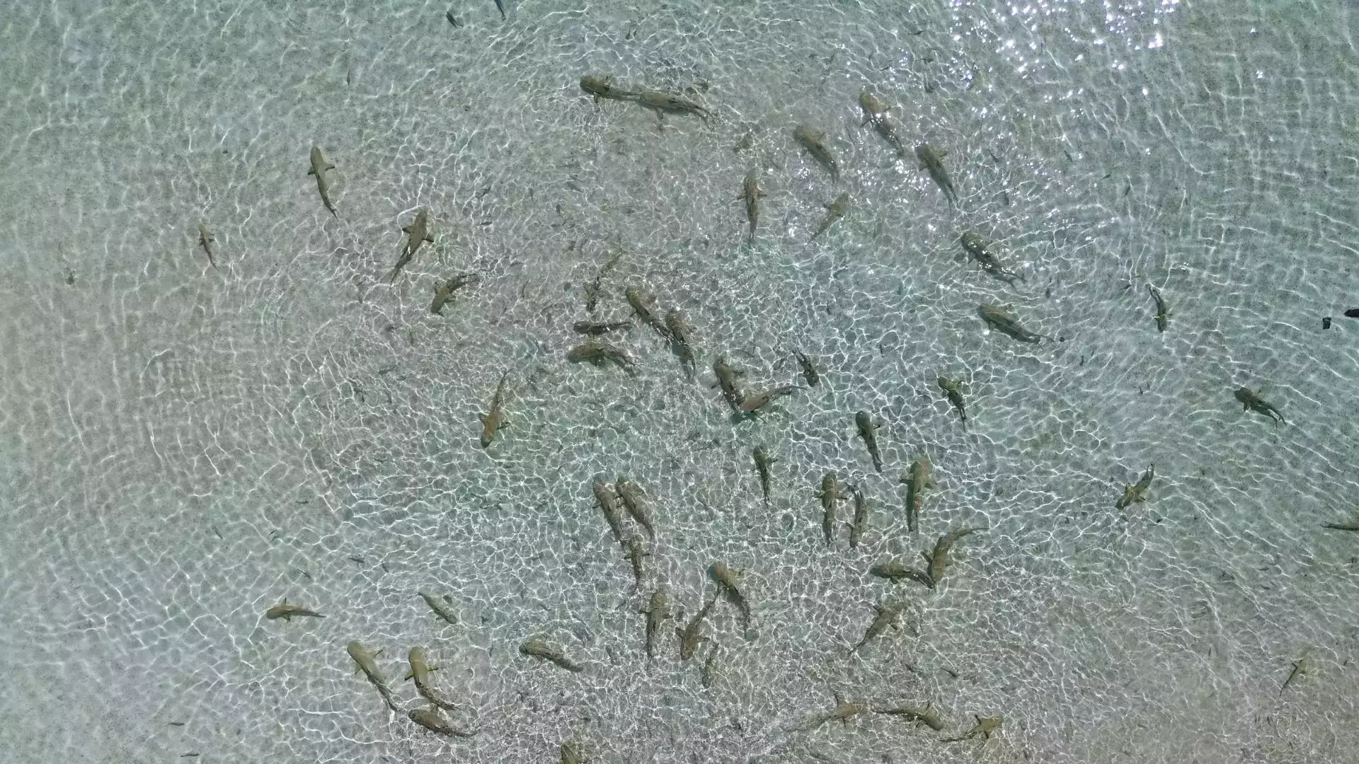 Requin pointe noire Rangiroa excursion motu lagon Tuamotu