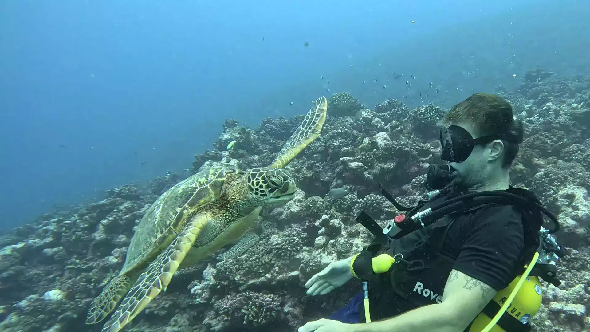 Diving turtle Raiatea French Polynesia underwater