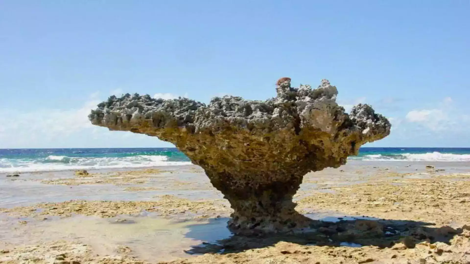 Rocher tortue Mataiva atoll Tuamotu Polynésie française